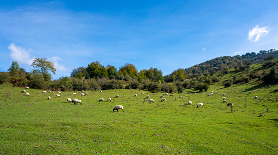 Latxa sheep from Navarra Pyrenees flock in the meadow. This sheep produces milk for a typical delicious cheese