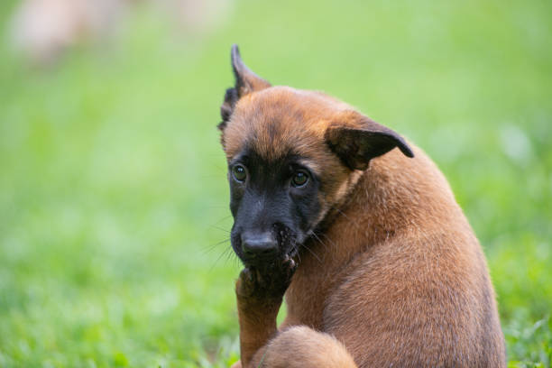 Belgian malinois puppy licking her paw stock photo
