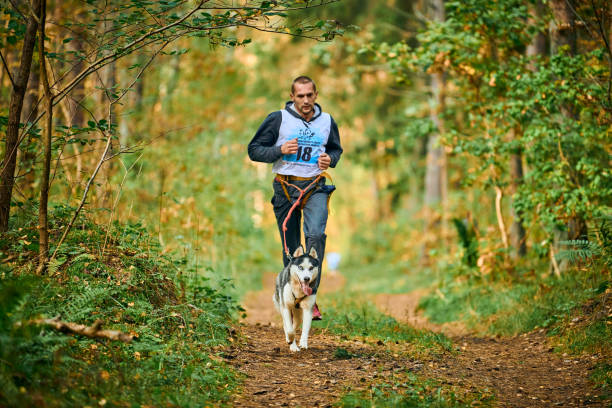 canicross-hundebrei-rennen, siberian husky-hundelauf an athletischem läufer, schlittenhunderennen - action dog outdoors animal trainer stock-fotos und bilder