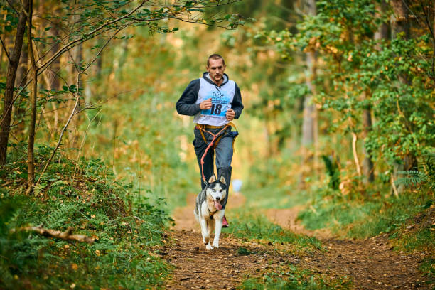 corrida de mushing de cachorro canicross, cão husky siberiano correndo preso a corredor atlético, corrida de cães de trenó - men jogging running sports training - fotografias e filmes do acervo
