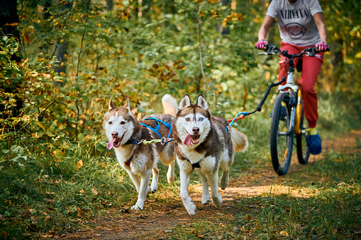 Svetly, Kaliningrad oblast, Russia - October 2, 2021 - Bikejoring sled dogs mushing race, fast Siberian Husky sled dogs pulling bikes with people, autumn competition in forest, sled dog racing