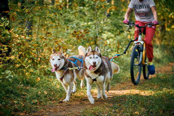 Bikejoring sled dogs mushing race, fast Siberian Husky sled dogs pulling bikes with people in forest stock photo