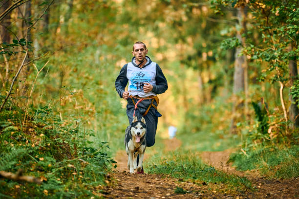 canicross biegi przełajowe z psem, musher bieganie z psem siberian husky, wyścigi psów zaprzęgowych - men jogging running sports training zdjęcia i obrazy z banku zdjęć