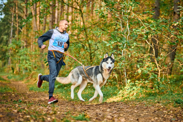 ćwiczenia canicross, mężczyzna biegający z psem siberian husky, biorący udział w biegu canicross - men jogging running sports training zdjęcia i obrazy z banku zdjęć