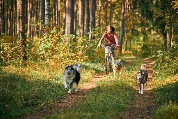 bikejoring sled dogs mushing race, happy cheerful siberian husky sled dogs pulling bikes with owners - wheel training sports training bicycle imagens e fotografias de stock