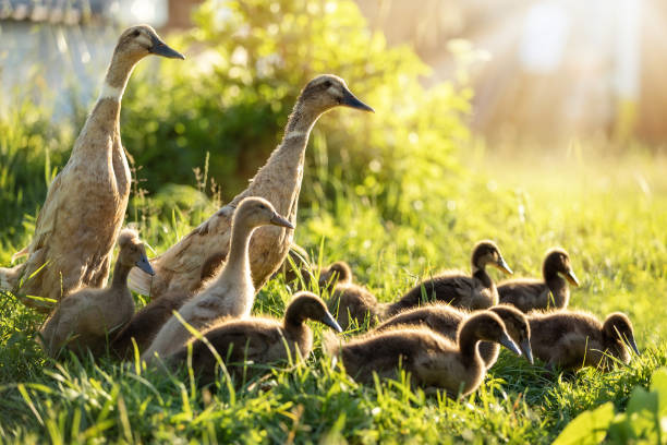 Two ducks and a flock of ducklings stock photo