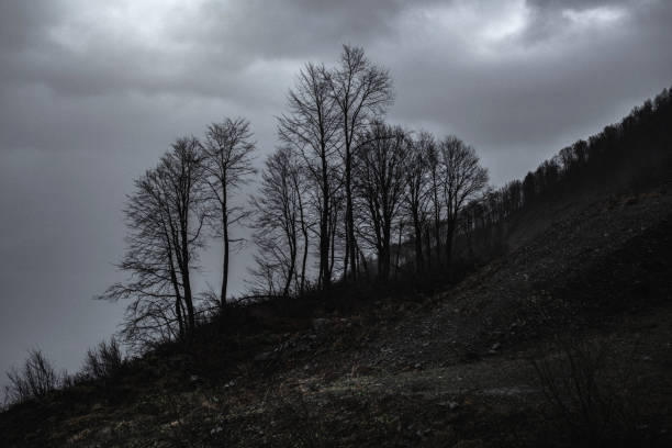 istock Trees Silhouettes in misty mountains 1356161371