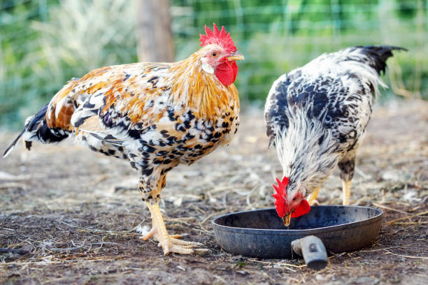 istock Two cocks of different colors friendly feed from the pan 1356161376