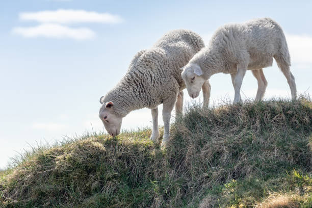 duas ovelhas brancas comem grama em uma colina - lamb softness fur wool - fotografias e filmes do acervo