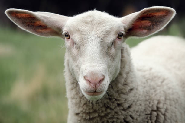 istock White sheep looking at the camera in a green meadow background 1356162457