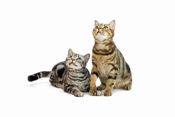 istock adorable pet american shorthair cat 1356162477