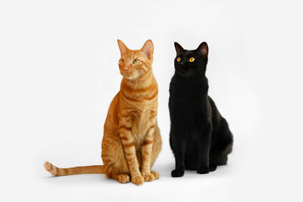 Adorable pet abyssinian and black cat