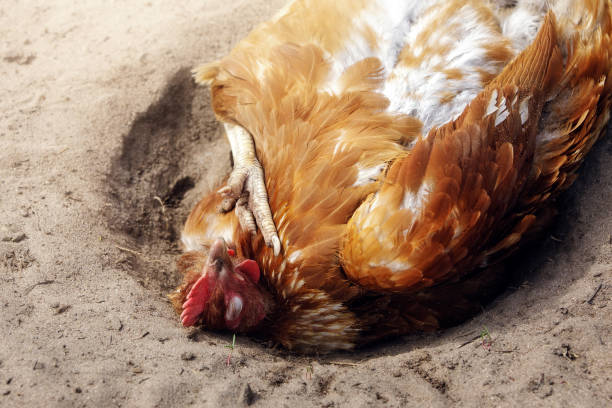Brown chicken giving itself a dust bath. The hen enjoys the sun with its eyes closed.