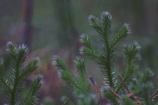 lycopodium clavatum, common club-moss, running clubmoss, stag's horn, running pine, stag's-horn clubmoss. brotos verdes de musgo com villi azul luminoso no chão da floresta. - clubmoss - fotografias e filmes do acervo