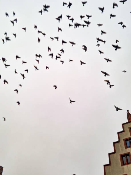 istock Pigeons flee wildly in confusion 1356164967