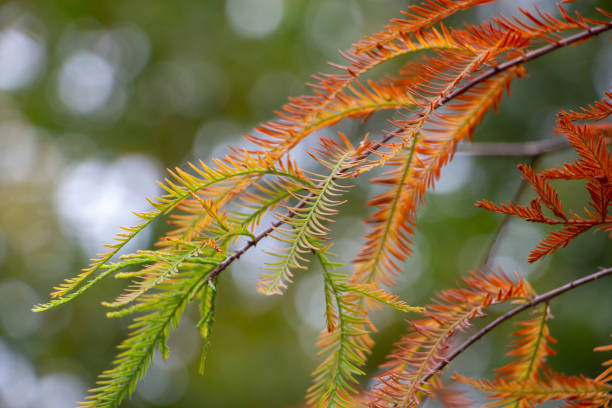 gros plan de belles couleurs d’automne orange, rouge et vert du cyprès chauve (taxodium distichum) - cypress tree photos photos et images de collection