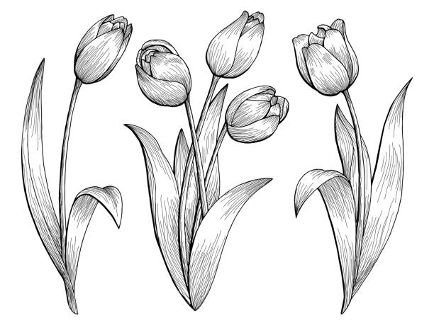 Tulipanes Dibujo - Banco de fotos e imágenes de stock - iStock Tulipanes Dibujo - Banco de fotos e imágenes de stock - iStock