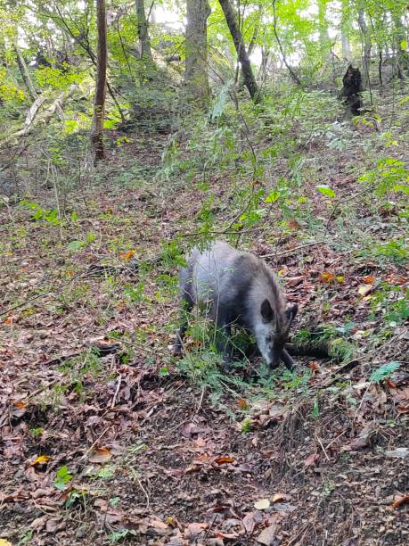 istock Wild Japanese serow in the diet 1356166110