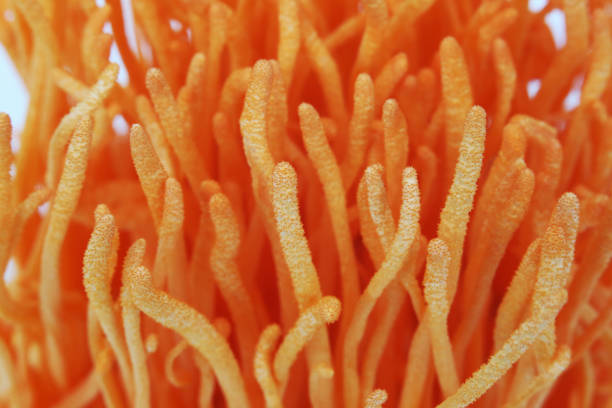istock Cordyceps Cordyceps, a healthy herbal ingredient 1356169841