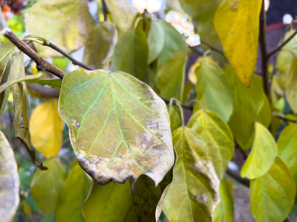 istock Leaves of nature withered due to soil pollution 1356169919