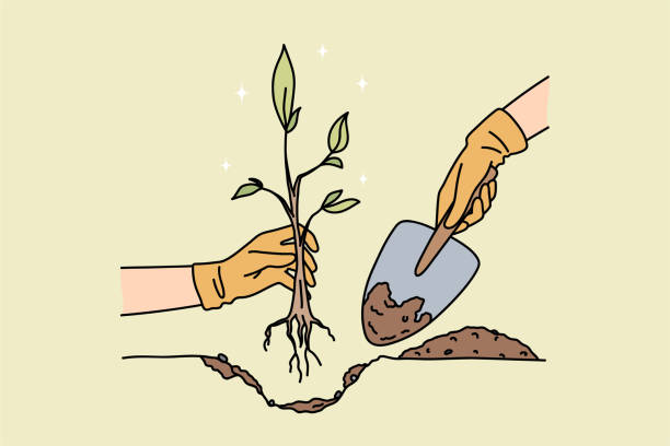 istock Person with shovel plant tree in ground 1356170427