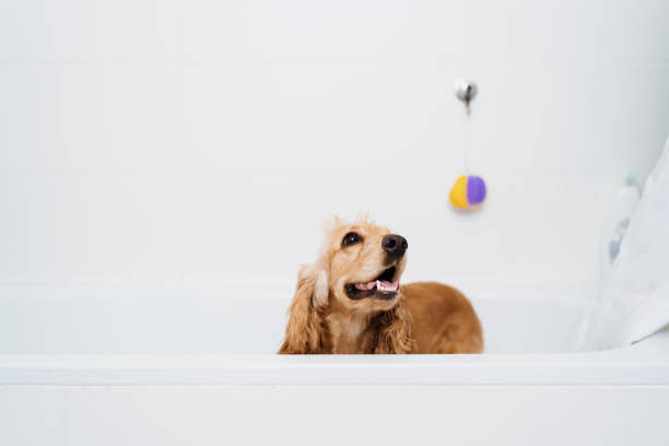 istock Lovely Dog in the bathroom 1356170786