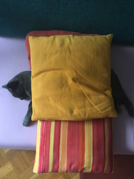 Sleepy cat under stack of pillows Sleepy cat under stack of pillows.
Taken on mobile device, iPhone 6s red cushion covers stock pictures, royalty-free photos & images