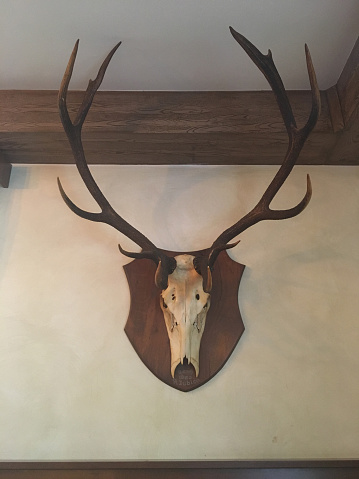 Deer head on the wall. Taxidermy animal of a deer head
Taken on mobile device, iPhone 6s