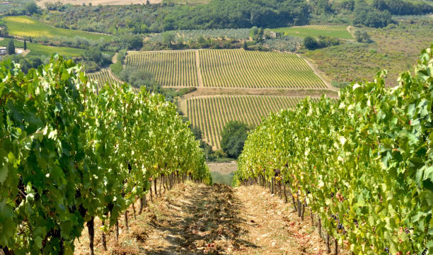 istock vineyard growing on a hill  in Tuscany, Italy 1356172377
