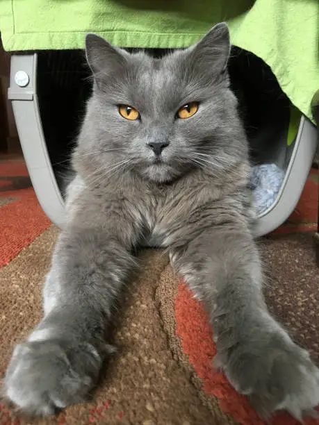 Chartreux Cat Portrait while lying down under kitchen table.
Taken on mobile device, iPhone 6s