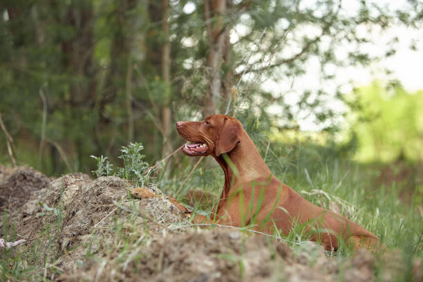istock The dog for a walk 1356173684