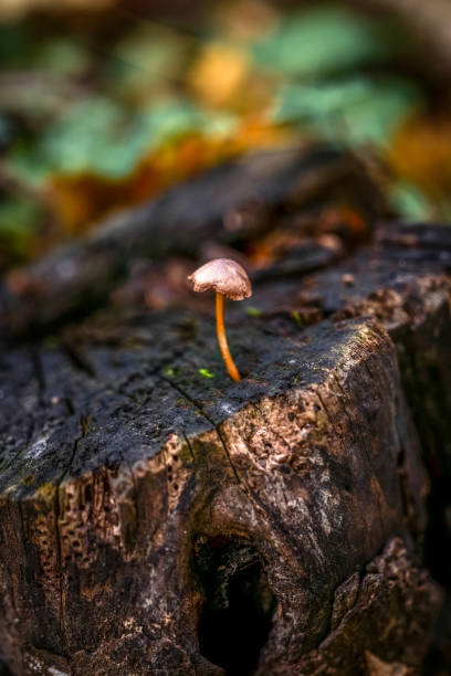 istock Glowing mushroom  with  in magical forest 1356173814