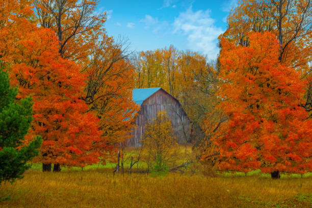 istock Old Weathered Barn with fall leaf colors-Northern Michigan 1356176629