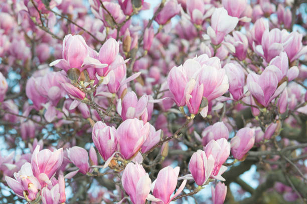 istock Spring Flowers-Pink Tulip Tree (Saucer Magnolia Tulip) Kokomo Indiana 1356176825