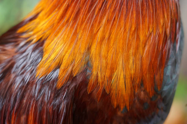 istock Closed up of bantam feathers soft , bright colors and beautiful 1356176861