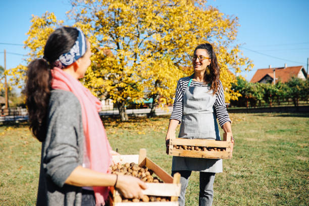 dos mujeres cargando cajas de nueces en la granja orgánica - service occupation candid small business carrying fotografías e imágenes de stock