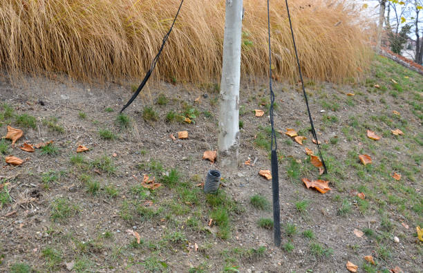 amarrando árboles varias cuerdas. las correas van hasta la bola de tierra y las raíces donde son presionadas al suelo por grapas. el viento no puede alterar un árbol tan fijo. - wooden post wood grass string fotografías e imágenes de stock