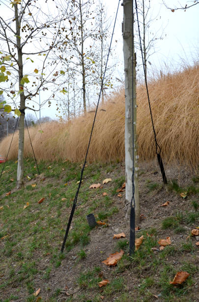 amarrando árboles varias cuerdas. las correas van hasta la bola de tierra y las raíces donde son presionadas al suelo por grapas. el viento no puede alterar un árbol tan fijo. - wooden post wood grass string fotografías e imágenes de stock