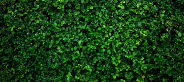 istock Full Frame of Green Leaves Pattern Background 1356178070