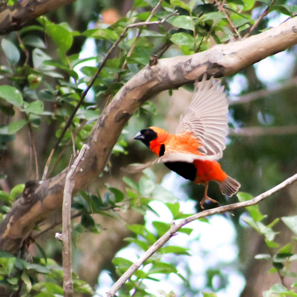 istock A male Southern Red Bishop flying 1356178130