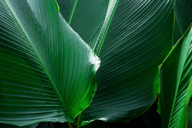 istock closeup nature view of tropical leaf  background 1356178159