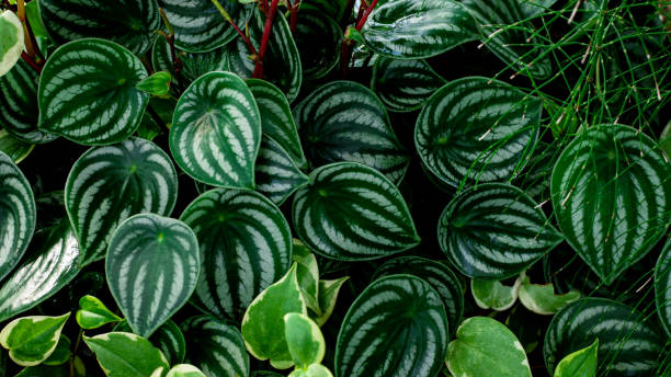 istock Full Frame of Green Leaves Pattern Background 1356178318