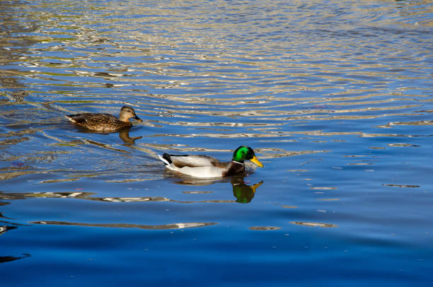 istock Wild ducks swim on the lake. lake with ducks 1356182117
