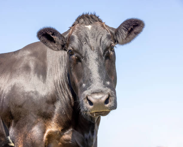 istock Black cow, portrait head, medium shot, long face looking and a blue background 1356183038