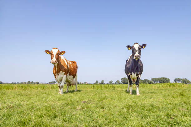 istock Cows diversity, black and red spotted on white, two grazing in a grass green pasture, blue sky, horizon over land 1356183079
