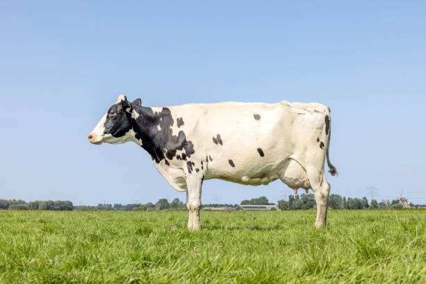 Dutch cow standing on green grass in a meadow, pasture and a blue sky, side view