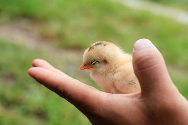 istock baby chicken on the hand 1356183396