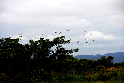 A flock of birds flying in nature, forests and mountains  in asia