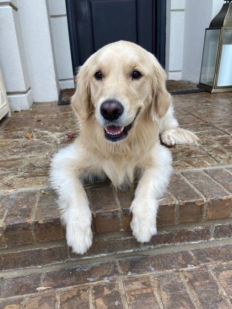 istock Happy Golden Retriever lying on w front porch 1356184908