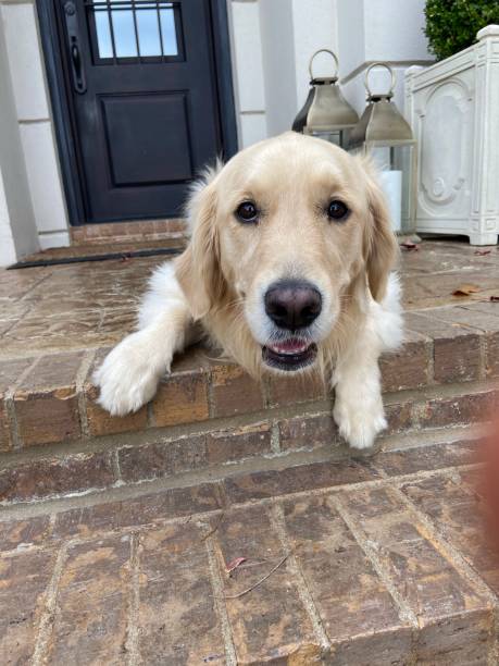 istock Happy Golden Retriever lying on a front porch 1356184911